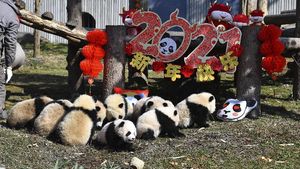 Gemes! China Pamerkan 10 Anak Panda Jelang Tahun Baru Imlek