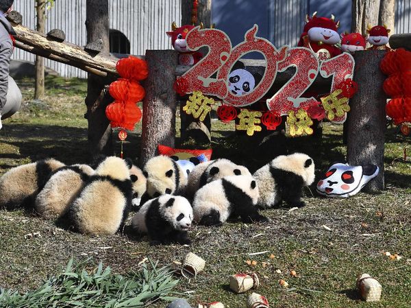 Gemes! China Pamerkan 10 Anak Panda Jelang Tahun Baru Imlek