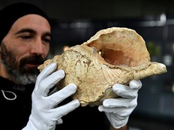 Keong Purba Ini Akan Berbunyi untuk Pertama Kali Setelah Ditemukan