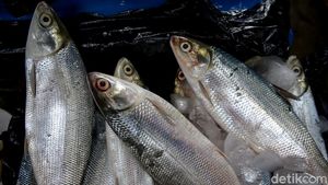Penjualan Ikan Bandeng Masih Lesu