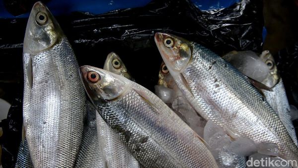 Penjualan Ikan Bandeng Masih Lesu