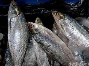 Penjualan Ikan Bandeng Masih Lesu