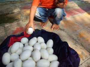 Puluhan Butir Diduga Telur Buaya Ditemukan Dekat Bengawan Solo