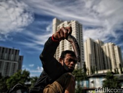 Masih Misterius Penyebab Banyak Ikan di Danau Sunter Mendadak Mati