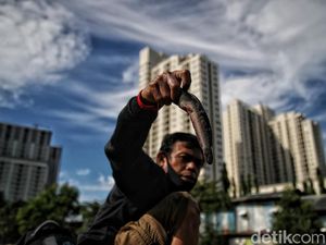 Masih Misterius Penyebab Banyak Ikan di Danau Sunter Mendadak Mati Masih Misterius Penyebab Banyak Ikan di Danau Sunter Mendadak Mati