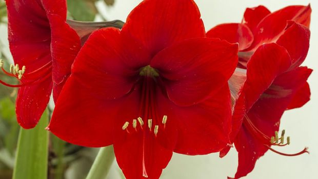 Red Amarilis Flower