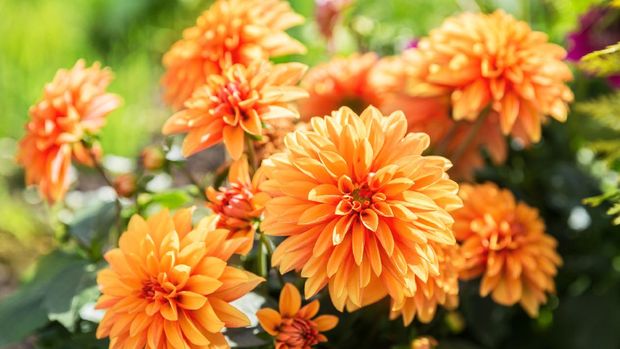 Orange dahlia flowers on flowerbed in garden