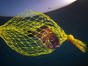 Foto Terbaik di Underwater Photographer of the Year 2021, Ada dari Indonesia