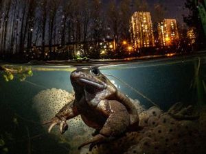 Ini Foto Bawah Air Terbaik 2021