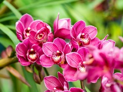 Bunga Nasional Negara-negara ASEAN, Melati hingga Rumdul