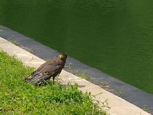 Cerita Pengurus Kebun Raya Kuningan Selamatkan Anak Elang Tercebur ke Danau