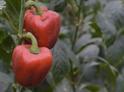 Ditantang Dosen Bikin Kebun Paprika, Pria Ini Berhasil Raup Omzet Ratusan Juta