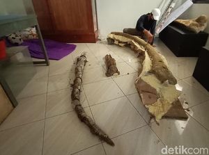 Fosil Gading Gajah Purba 4 Meter Usia 1,5 Juta Tahun Ditemukan di Pati