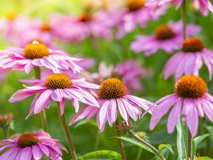 Manfaat Echinacea Purpurea untuk Cegah Infeksi Virus Corona