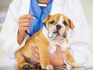 Sayembara Cari Anjing Dicuri Berhadiah Rp 10 Juta, 3 Pencuri Ditangkap Sayembara Cari Anjing Dicuri Berhadiah Rp 10 Juta, 3 Pencuri Ditangkap
