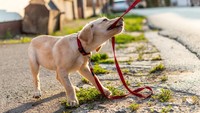 Heroik! Anjing Selamatkan Tuannya yang Tuli dan Pingsan di Jalan