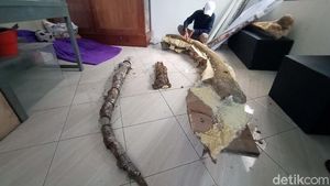 Ini Fosil Gading Gajah Purba yang Disimpan di Museum Purbakala Kudus