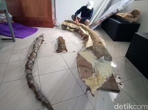 Ini Fosil Gading Gajah Purba yang Disimpan di Museum Purbakala Kudus