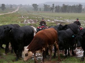 Bahaya! Sapi Australia Terancam Hilang dari Pasaran
