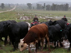 Bahaya! Sapi Australia Terancam Hilang dari Pasaran