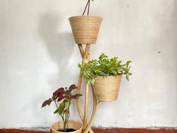 Ssst...Booming Tanaman Hias, Bisnis Ini Udah Pasti Kecipratan Untung!