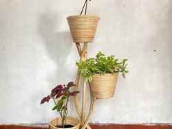 Ssst...Booming Tanaman Hias, Bisnis Ini Udah Pasti Kecipratan Untung!