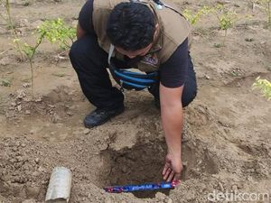 Telur Buaya di Tepi Bengawan Solo yang Bikin Geger Warga Ternyata Telur Biawak
