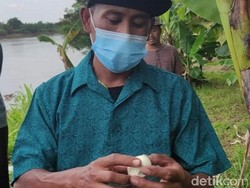 Puluhan Telur Buaya di Tepi Bengawan Solo Hilang, Kemana Raibnya?