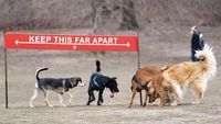 Serunya Bermain di Taman Anjing New York