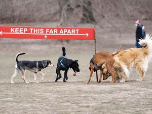Serunya Bermain di Taman Anjing New York Serunya Bermain di Taman Anjing New York