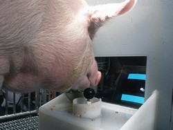 Babi Bisa Main Video Game, Ilmuwan Sebut Bukan Pencapaian Kecil
