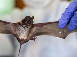 Ilmuwan Perkirakan Corona Ditemukan pada Kelelawar di Jepang-China-Thailand
