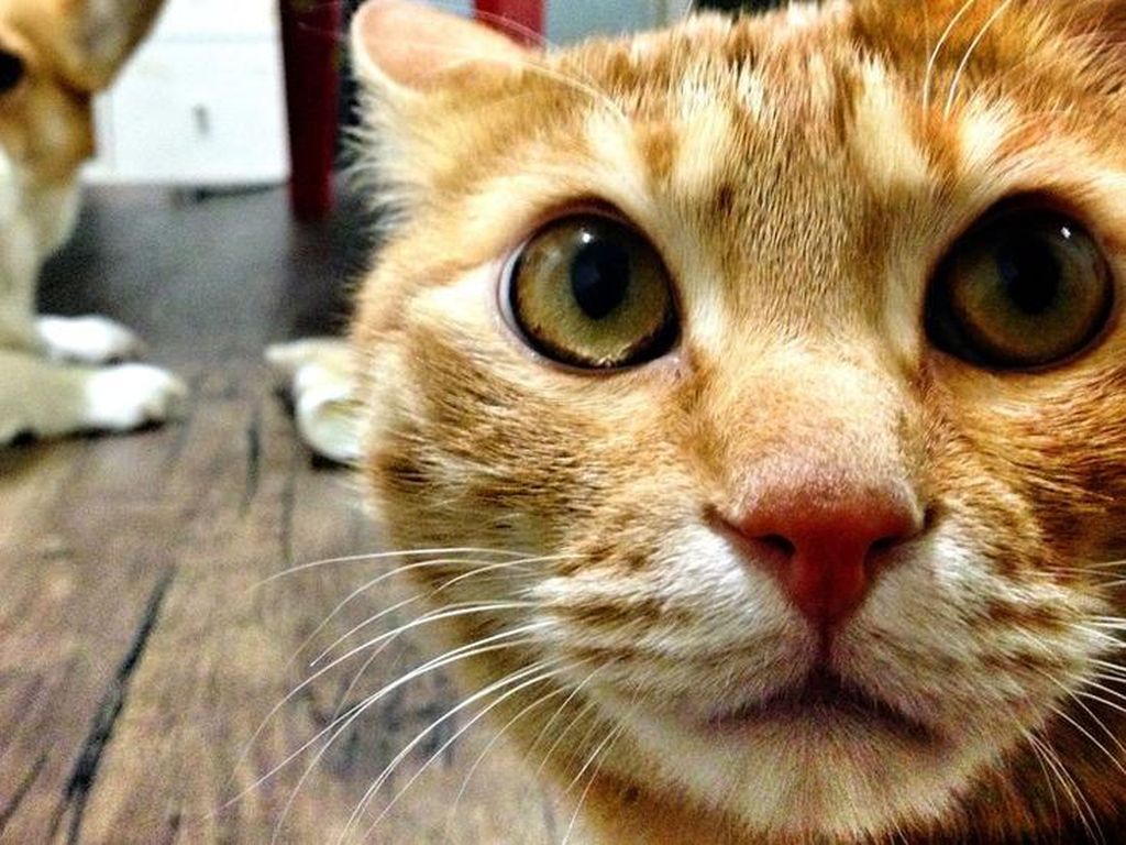 Korsel Lakukan Tes Corona pada Kucing dan Anjing yang Alami Gejala Korsel Lakukan Tes Corona pada Kucing dan Anjing yang Alami Gejala