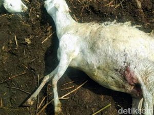 Kesaksian Warga Bondowoso soal Serangan hingga Puluhan Kambing Mati Misterius Kesaksian Warga Bondowoso soal Serangan hingga Puluhan Kambing Mati Misterius