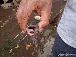 Meski Bermulut 2, Lele dengan Garuda di Kepala Tak Bermasalah dengan Makan