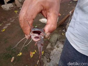 Meski Bermulut 2, Lele dengan Garuda di Kepala Tak Bermasalah dengan Makan Meski Bermulut 2, Lele dengan Garuda di Kepala Tak Bermasalah dengan Makan