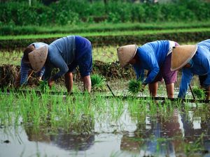 BPS Catat Upah Nominal Buruh Tani Januari 2021 Meningkat 0,46%