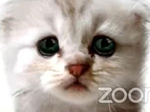 Wajah Berubah Jadi Kucing Saat Sidang Online via Zoom, Pengacara Texas Viral