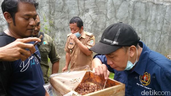 Foto: Wisata Sedot Madu Langsung dari Sarangnya di Ciamis