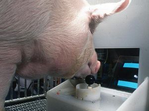 Ilmuwan Latih Babi Main Game Pakai Moncongnya