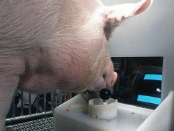 Ilmuwan Latih Babi Main Game Pakai Moncongnya