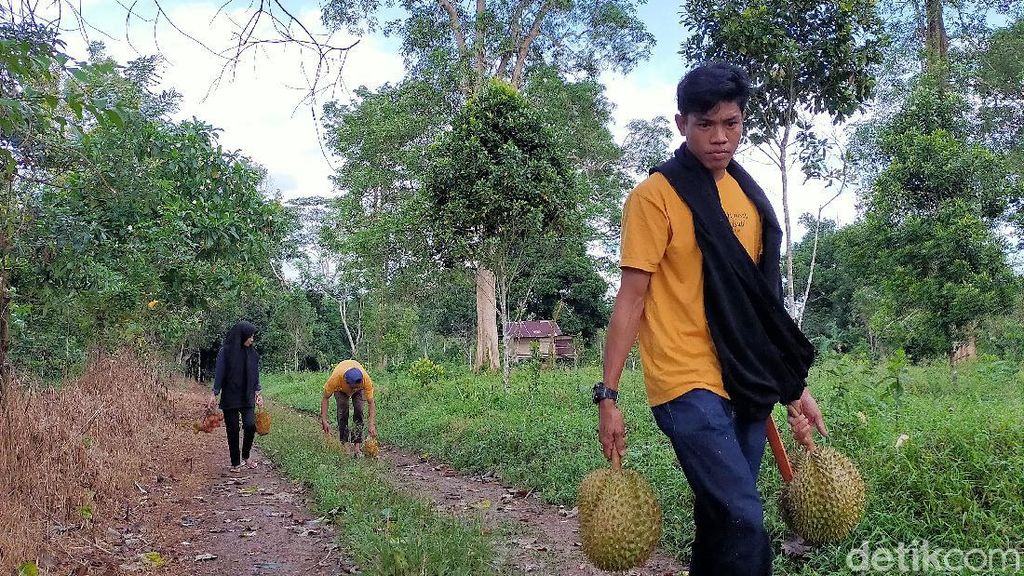 Foto: Rela Masuk ke Hutan Demi Durian Jatuh dari Pohon