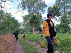 Foto: Rela Masuk ke Hutan Demi Durian Jatuh dari Pohon