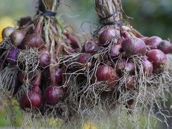 Tumbuh Subur, Bawang Merah di Food Estate Sumut Siap Panen