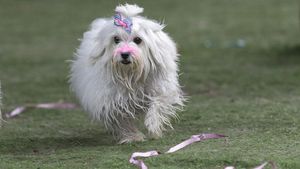 Fakta Menarik Anjing, Sahabat Manusia nan Setia