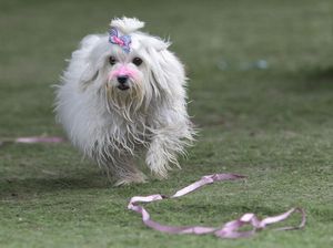 Fakta Menarik Anjing, Sahabat Manusia nan Setia