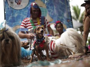 Gemas! Saat Para Anjing Adu Gaya di Karnaval Brasil Gemas! Saat Para Anjing Adu Gaya di Karnaval Brasil