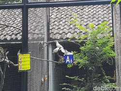 Saat Jalak Bali Koleksi KBS Dijodohkan di Hari Valentine