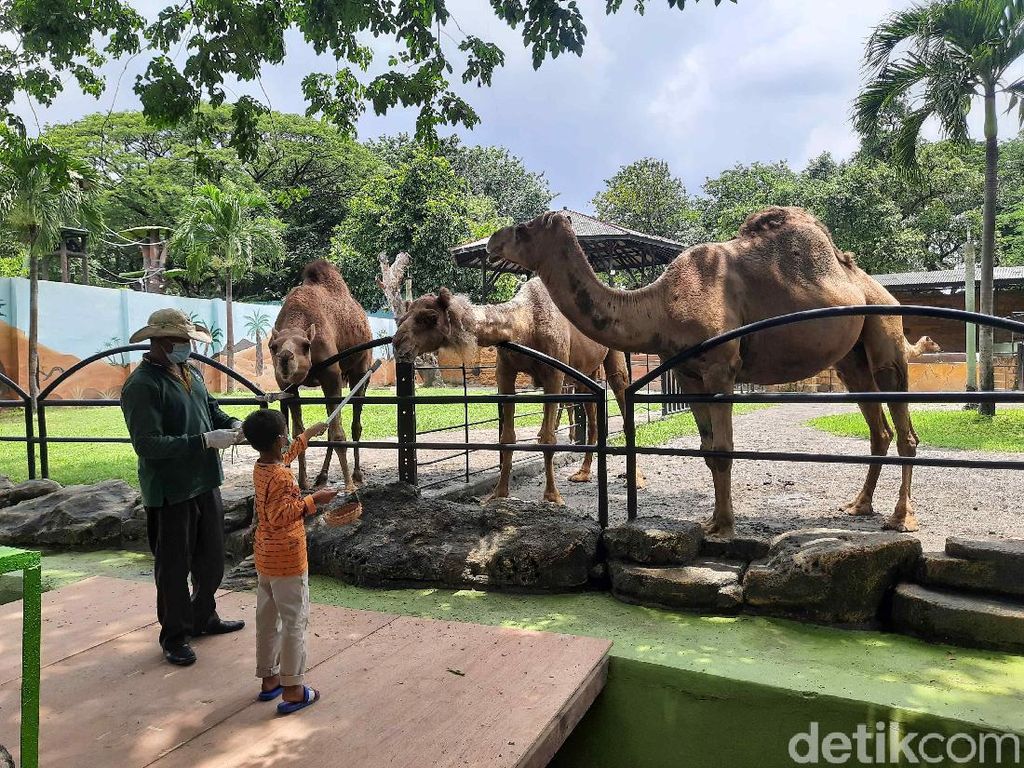 Panduan Berlibur ke Kebun Binatang Surabaya, Rute hingga Harga Tiket