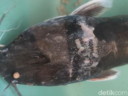 Ada Gambar Garuda di Kepala Lele Bermulut Dua yang Ditemukan Warga Jember